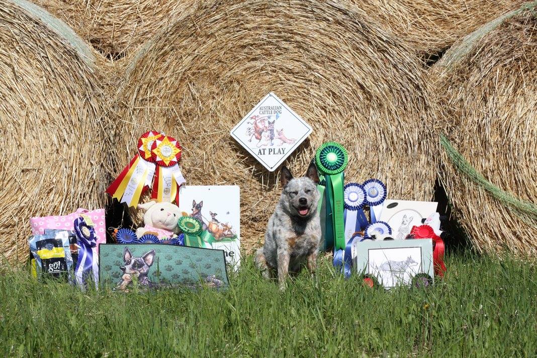 Camajo had a great time at his first Australian Cattle Dog Club of Canada National Specialty show!