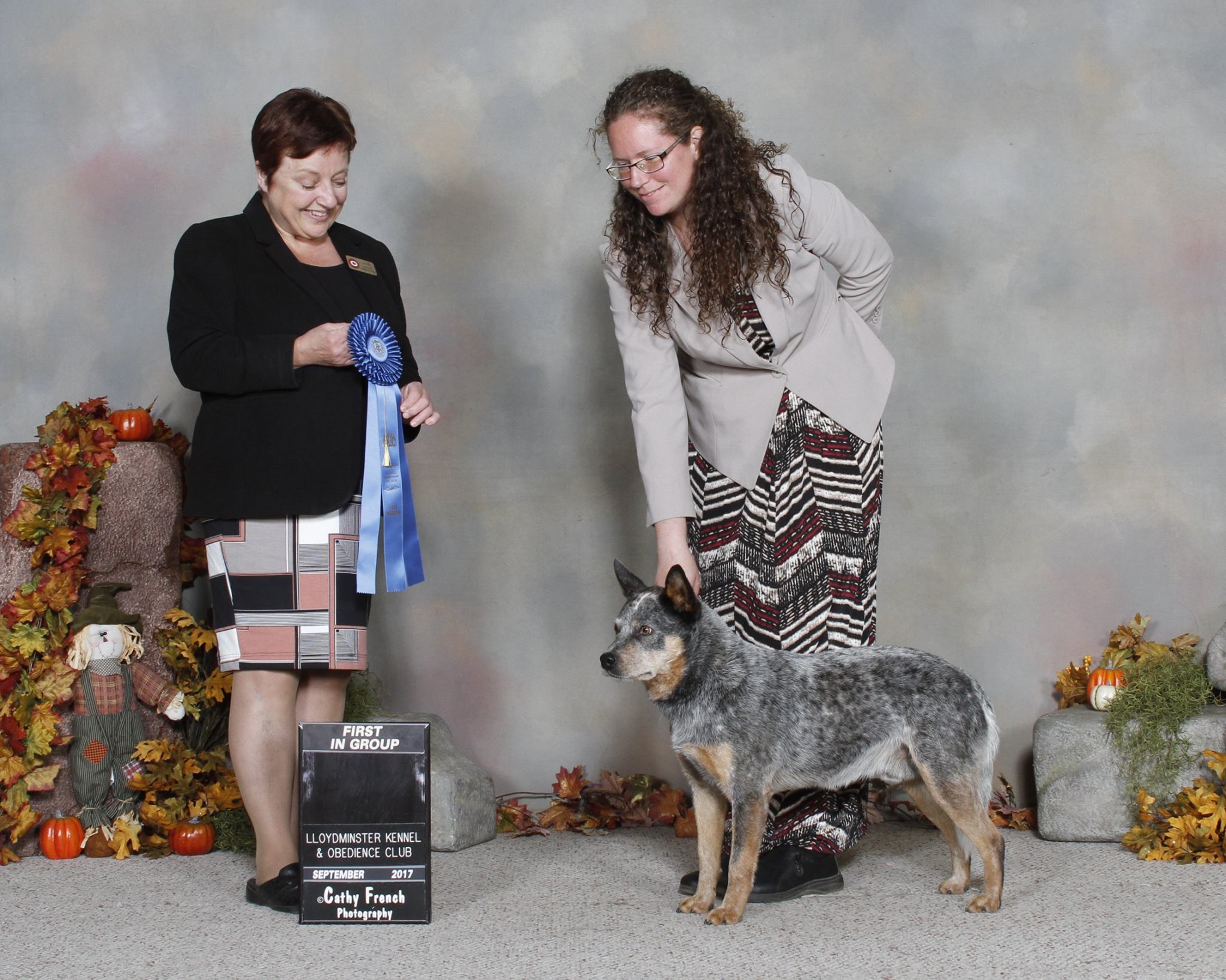 Vucko number one Australian Cattle Dog in Canada!